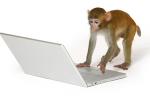 intern monkey.jpg